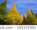 Ginkgo trees in Meiji Jingu Gaien, photographed in November 2025. 143155901