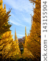 Ginkgo trees in Meiji Jingu Gaien, photographed in November 2025. 143155904
