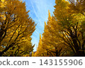 Ginkgo trees in Meiji Jingu Gaien, photographed in November 2025. 143155906