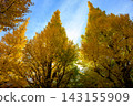 Ginkgo trees in Meiji Jingu Gaien, photographed in November 2025. 143155909