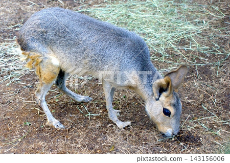 Patagonian mara feeding on grass and soil. Patagonian mara feeding on grass and soil. 143156006