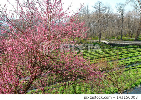 Pink plum blossoms blooming in the spring countryside landscape Pink plum blossoms blooming in the spring countryside landscape 143156008