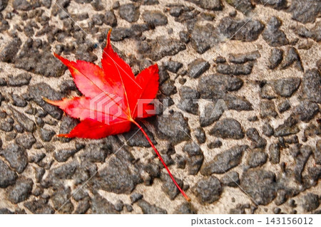 鮮紅的楓葉飄落在秋日的鵝卵石路上。 鮮紅的楓葉飄落在秋日的鵝卵石路上。 143156012