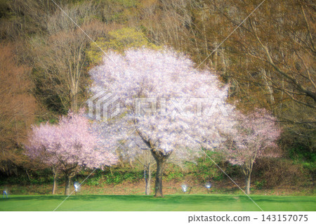 A vast lawn bathed in soft sunlight and a single, dazzlingly bright cherry tree. A vast lawn bathed in soft sunlight and a single, dazzlingly bright cherry tree. 143157075