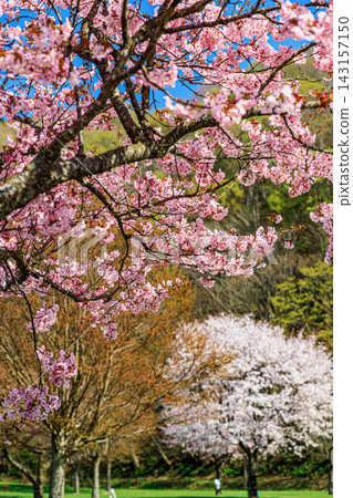 春意盎然的公園，四周環繞著萌芽的山巒、鬱鬱蔥蔥的草坪和櫻花樹。 143157150