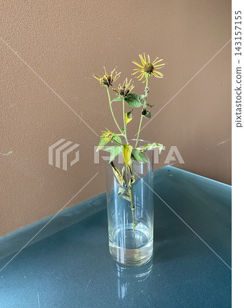 用於機器學習的鮮切花：來自北海道的金光菊“亨利·艾勒斯” 143157155