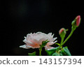 淡粉色的玫瑰花與花苞 143157394