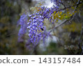 Hanging wisteria flowers 143157484