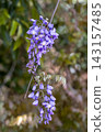 Purple wisteria blossoms bathed in the spring sunshine 143157485