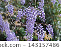 A landscape with wisteria's flowers 143157486
