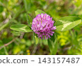 pretty flowers 143157487