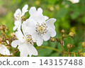 White wild rose flowers 143157488
