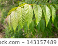 Leaves of Japanese lacquer tree 143157489