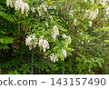Robinia pseudoacacia 143157490