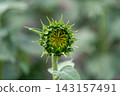 Sun flowers blooming 143157491
