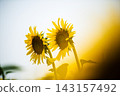 Towards the Sun 143157492