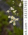 Elephant flowers blooming in the spring fields 143157493