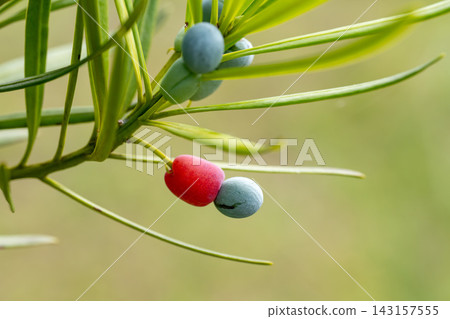 The Japanese yew tree (Podocarpus macrophyllus) has seeds that grow on top of its dark red or red receptacle. The Japanese yew tree (Podocarpus macrophyllus) has seeds that grow on top of its dark red or red receptacle. 143157555