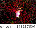 Cherry blossoms illuminated by street lights 143157606