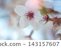 Cherry Blossom	 143157607