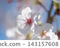 Cherry blossom 143157608