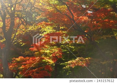 燃燒的秋天 燃燒的秋天 143157612