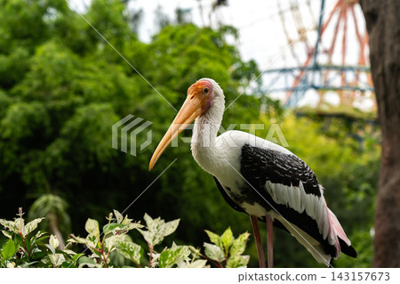 Majestic Waterbird Stands Gracefully Amidst Lush Greenery With Colorful Background, Showcasing Its Unique Features and Natural Habitat. Majestic Waterbird Stands Gracefully Amidst Lush Greenery With Colorful Background, Showcasing Its Unique Features and Natural Habitat. 143157673