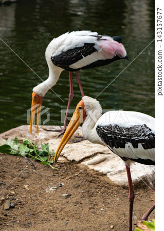 Two Colorful Storks foraging near the water's edge, displaying their unique feathers and long beaks while surrounded by lush greenery. Two Colorful Storks foraging near the water's edge, displaying their unique feathers and long beaks while surrounded by lush greenery. 143157677