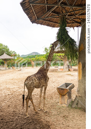 A Majestic Giraffe Reaches for Fresh Foliage Under a Thatched Roof in a Natural Habitat Setting, Capturing the Beauty of Wildlife Interactions. A Majestic Giraffe Reaches for Fresh Foliage Under a Thatched Roof in a Natural Habitat Setting, Capturing the Beauty of Wildlife Interactions. 143157678