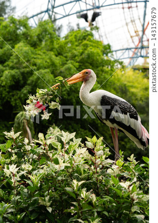 A Majestic Stork Gracing the Lush Greenery, Clutching a Blooming Branch in Its Beak Amidst a Vibrant Natural Habitat. A Majestic Stork Gracing the Lush Greenery, Clutching a Blooming Branch in Its Beak Amidst a Vibrant Natural Habitat. 143157679