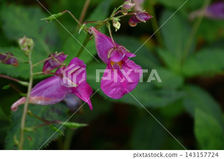這朵花形似一艘漁船。 143157724