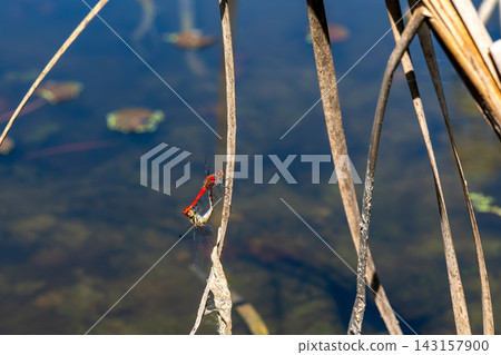 A pair of squirrel dragonflies perched on a dead tree in a pond. A pair of squirrel dragonflies perched on a dead tree in a pond. 143157900