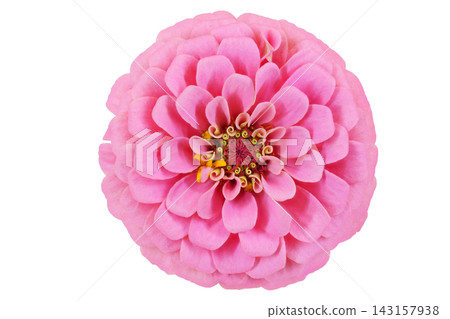 [百日草]（深度合成） 143157938