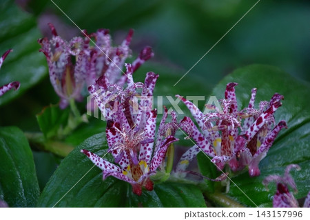 A dignified and elegant flower A dignified and elegant flower 143157996