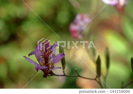 A dignified and elegant flower A dignified and elegant flower 143158000
