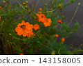 昆蟲棲息在盛開的波斯菊上 143158005