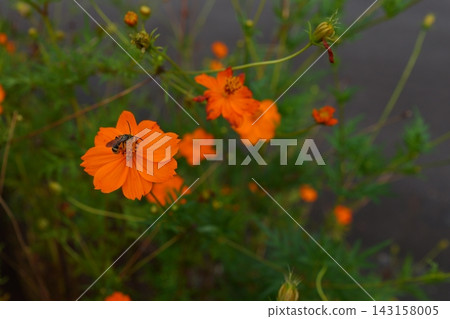 昆蟲棲息在盛開的波斯菊上 昆蟲棲息在盛開的波斯菊上 143158005