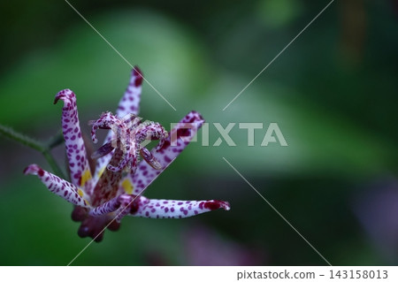 A dignified and elegant flower A dignified and elegant flower 143158013