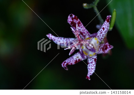 A dignified and elegant flower A dignified and elegant flower 143158014