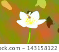Parnassia palustris and hoverflies (afr20260917111916) 143158122