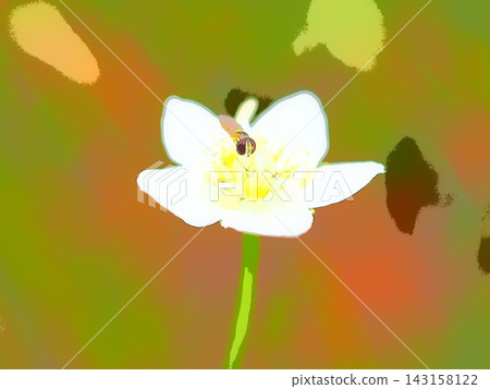 Parnassia palustris and hoverflies (afr20260917111916) Parnassia palustris and hoverflies (afr20260917111916) 143158122