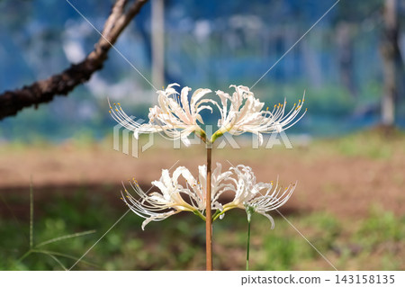 紅蜘蛛百合（白蜘蛛百合）美麗的花瓣 | 在自然光下閃耀的白色花朵 143158135