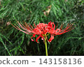 紅蜘蛛百合（Lycoris radiata）嬌嫩的花瓣 | 象徵秋日景緻的花朵 143158136