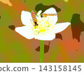 Parnassia palustris and hoverflies (afr20260917112134) 143158145