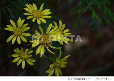 Japanese-style flowers Japanese-style flowers 143158190