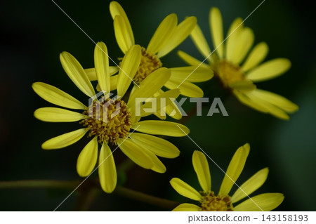 Japanese-style flowers Japanese-style flowers 143158193