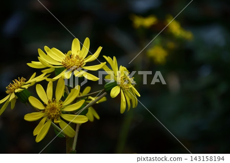 Japanese-style flowers 143158194
