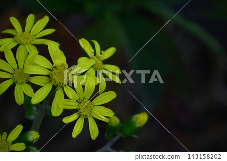 Japanese-style flowers Japanese-style flowers 143158202