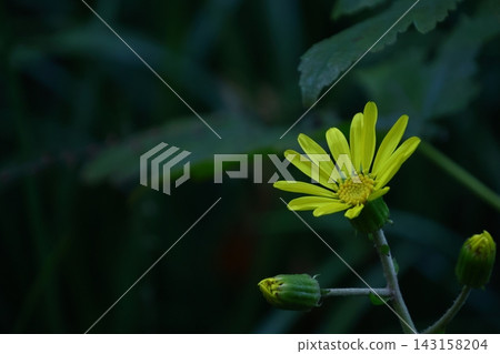 Japanese-style flowers Japanese-style flowers 143158204