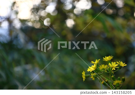 Japanese-style flowers Japanese-style flowers 143158205